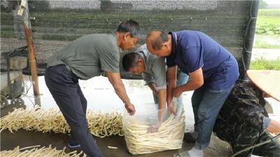 问安镇：藕带飘香采收忙 “水中鲜”成就“致富菜”