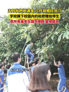 五月枇杷树满金，六月锦鲤跃龙门。 近日，枝江一中摘下校园内的枇杷赠给师生，为高考加油！