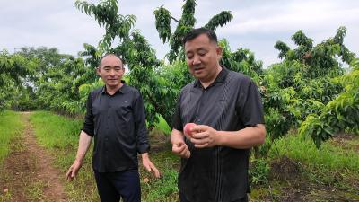 村社共建搭起产销桥 仙女镇千亩桃园变身“致富园”
