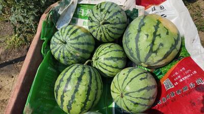 问安镇大棚瓜果丰产热销 特色种植铺就增收路