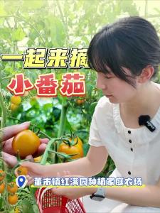 ​颜值“能打”、甜蜜爆汁的彩色小番茄你吃过吗？快来董市镇体验采摘的乐趣吧！