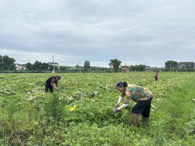 南瓜藤蔓结双宝，一瓜双收拓宽增收路径