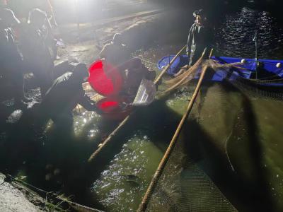 鲈鱼首网捕捞2.4万斤 马家店街道白家岗特色水产产业开门旺