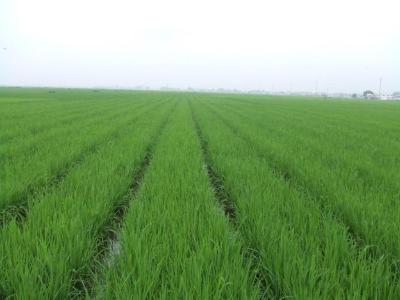 湖北稻田绿色低碳技术研究取得新进展