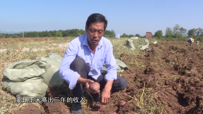 车河管理区：紫薯产业助力乡村振兴
