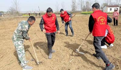 新市镇：义务植树 绿化家园