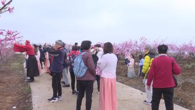 V视 | 香港赏樱专列团来我市观光旅游
