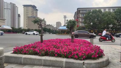 枣阳市主干道渠化岛展露高颜值