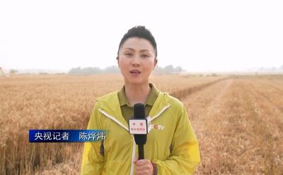 枣阳市小麦开镰收割