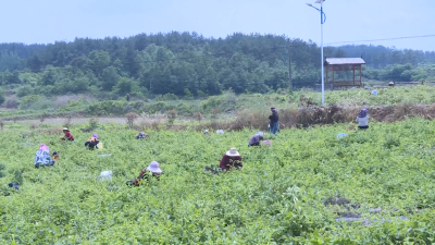 枣阳市王城镇金银村：种下金银花 开出致富花