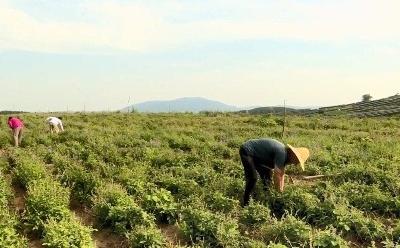 枣阳市 新市镇鸿雁河村：发展中药材 助村民家门口就业增收