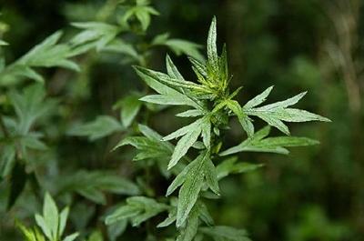 【网络中国节·端午】端午节为什么要挂艾草