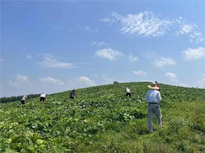 科学套种促增收 特色产业铺富路