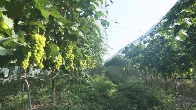 V视 | 太平镇秦岗村：葡萄丰收满枝头 果农游客采摘忙