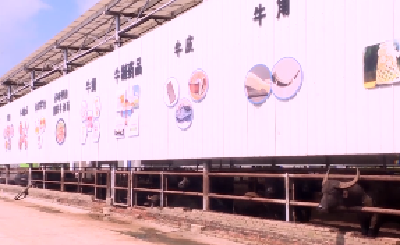 枣阳：肉牛养殖机械化助推乡村振兴