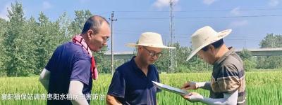 襄阳植保站调查枣阳市水稻病虫害防治情况