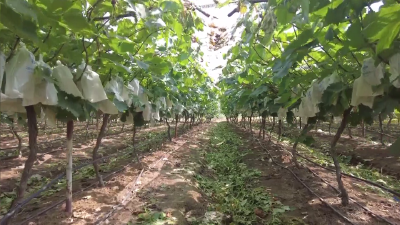 枣阳：高温下的葡萄采摘工