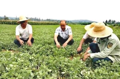 枣阳市：“小花生”变成致富“小金豆”