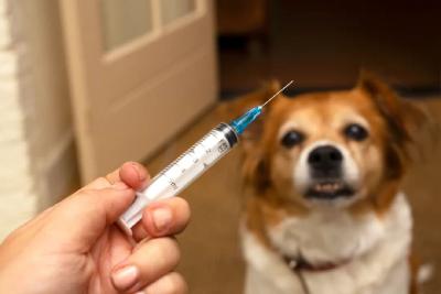每日科普 | 狂犬病预防误区要远离