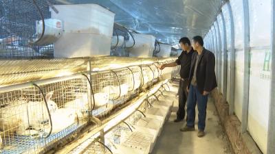 枣阳市刘升镇榆树村：养好小白兔“蹦”上致富路