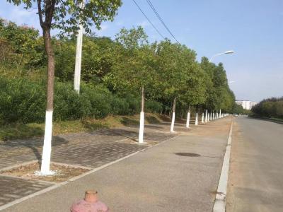 枣阳市城区两万余株行道树“穿新衣”