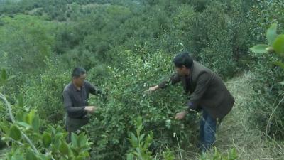 枣阳王城镇：特色油茶种植成为乡村振兴的美丽风景线