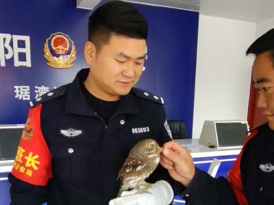枣阳民警暖心救助国家二级保护动物猫头鹰