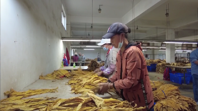枣阳标准化生产精细化作业提升烟农收益
