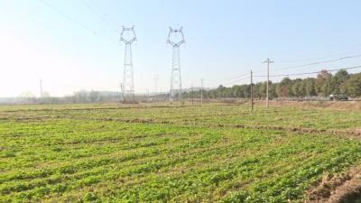 枣阳市加强田间管理 确保油菜安全越冬