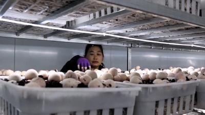 枣阳市吴店镇：野生小菌菇搬进科技大方舱 智慧农业迎来新硕果