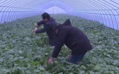 【深入学习贯彻党的二十大精神 奔跑新征程 建功新时代·乡村振兴在行动】V视 | 南城办事处：“小萝卜”乡村振兴“大产业”