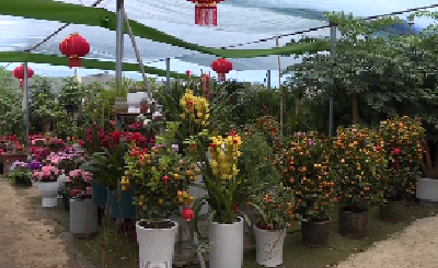 枣阳：鲜花俏销年味浓