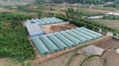湖北枣阳：“鄂北粮仓”按下水稻工厂化集中育秧“快进键