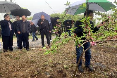 湖北枣阳：专家传经送宝 产业发展可期