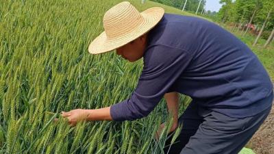 开展田间调查  护航稳产增产