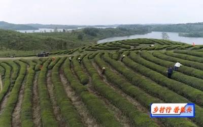 【乡村行 看振兴】V视 | 平林镇黑虎山茶场新茶采摘季繁忙开启