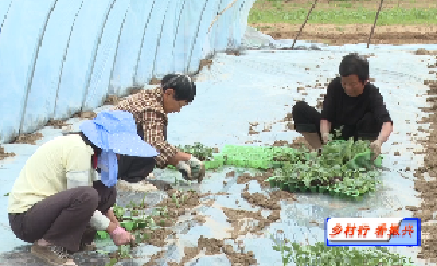 湖北枣阳：麒麟瓜苗栽种忙 特色产业促增收