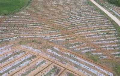 V视 | 我市加强标准化种植基地建设 推动道地药材产业链“壮根茎 伸长枝”