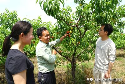 【中国经济时报】湖北枣阳：鲜桃飘香 种桃致富｜油桃红遍四井岗