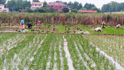  湖北枣阳：多措并举 全力保障农业灌溉用水