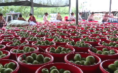 湖北枣阳：早熟梨上市行情俏