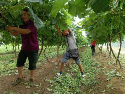 枣阳市随阳管理区：葡萄架下话丰收