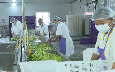 V视 | 湖北贝贝思中央厨房：严把食品安全关  学生餐营养均衡丰富多样