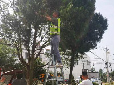 精心修剪行道树 扮美公路迎国庆