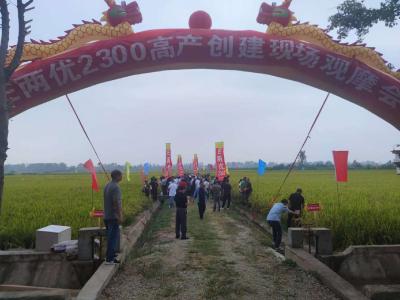 湖北省农业科技“五五”工程高产创建现场观摩会在南城后湖村召开
