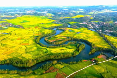 湖北枣阳：滚河岸畔稻花香 又是一年好丰景
