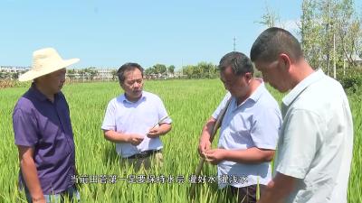 湖北枣阳：农技服务到田间 秋粮丰产有保障