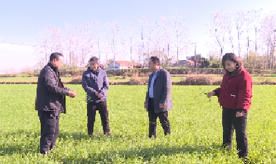 V视 | 抓好小麦冬季田管  打牢夏粮生产基础