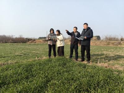 审计整改关注耕地“非粮化”  守护粮食安全