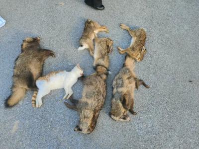 枣阳警方成功破获一起非法狩猎案